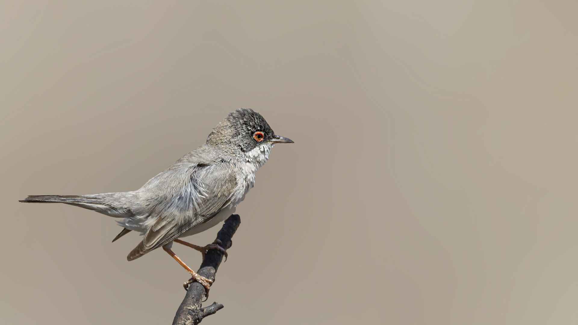 Menetries's Warbler